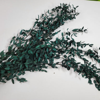 Preserved Parvifolia Eucalyptus: Dark Green Dried Eucalyptus Bunch