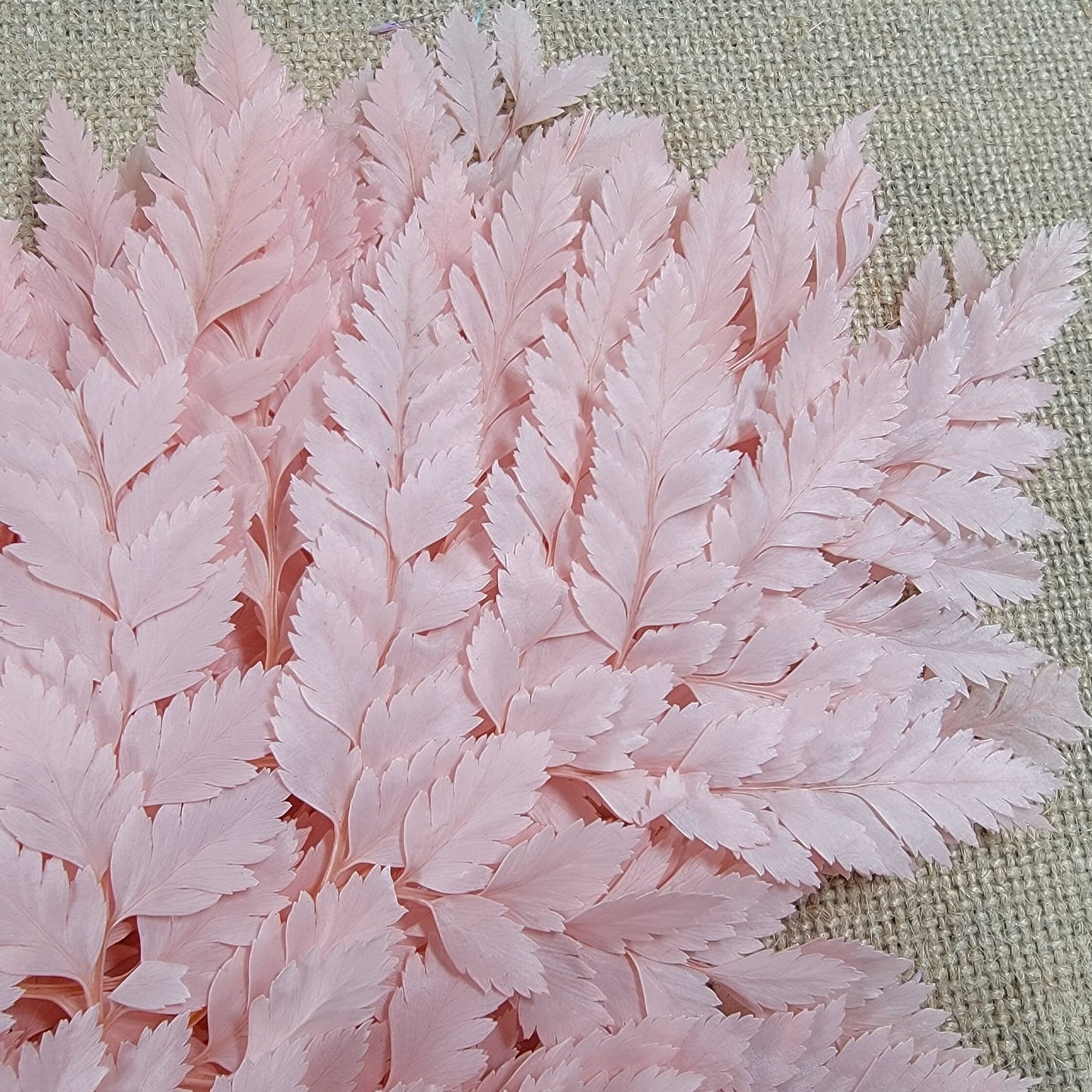 Preserved Pink Fern Stems: Soft Leather Leaf Floral Decor