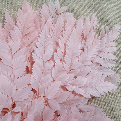 Preserved Pink Fern Stems: Soft Leather Leaf Floral Decor