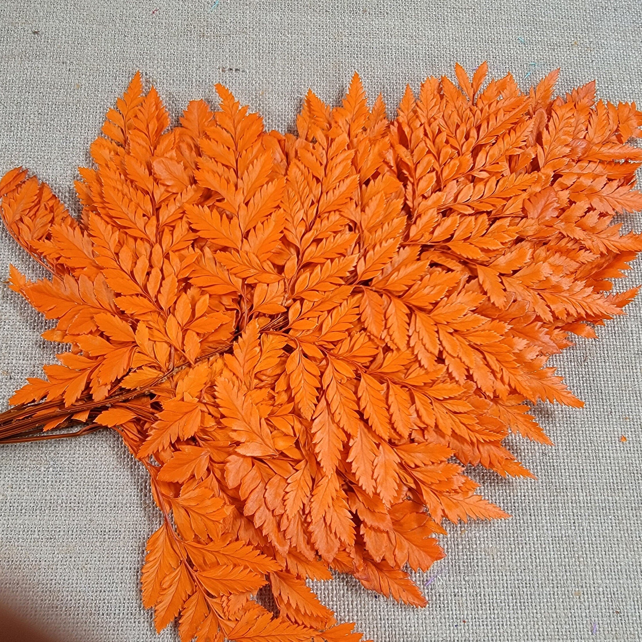 Preserved Fern, orange Leather Leaf, 10 Stems Preserved Soft and Whispy Wedding Ferns-Tree Fern - Orange Ferns-Floral Décor