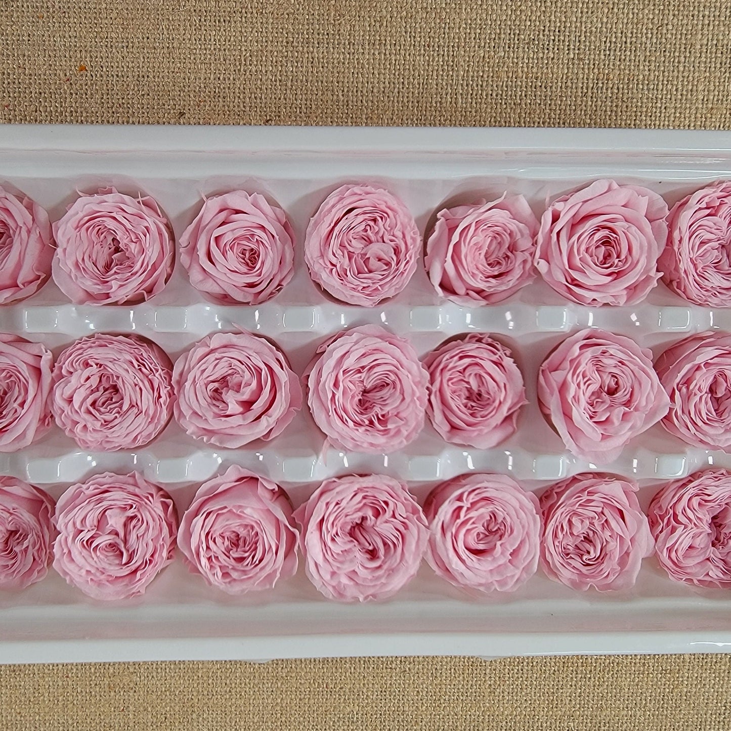 21 Pink Preserved Roses: Wedding & Home Decor