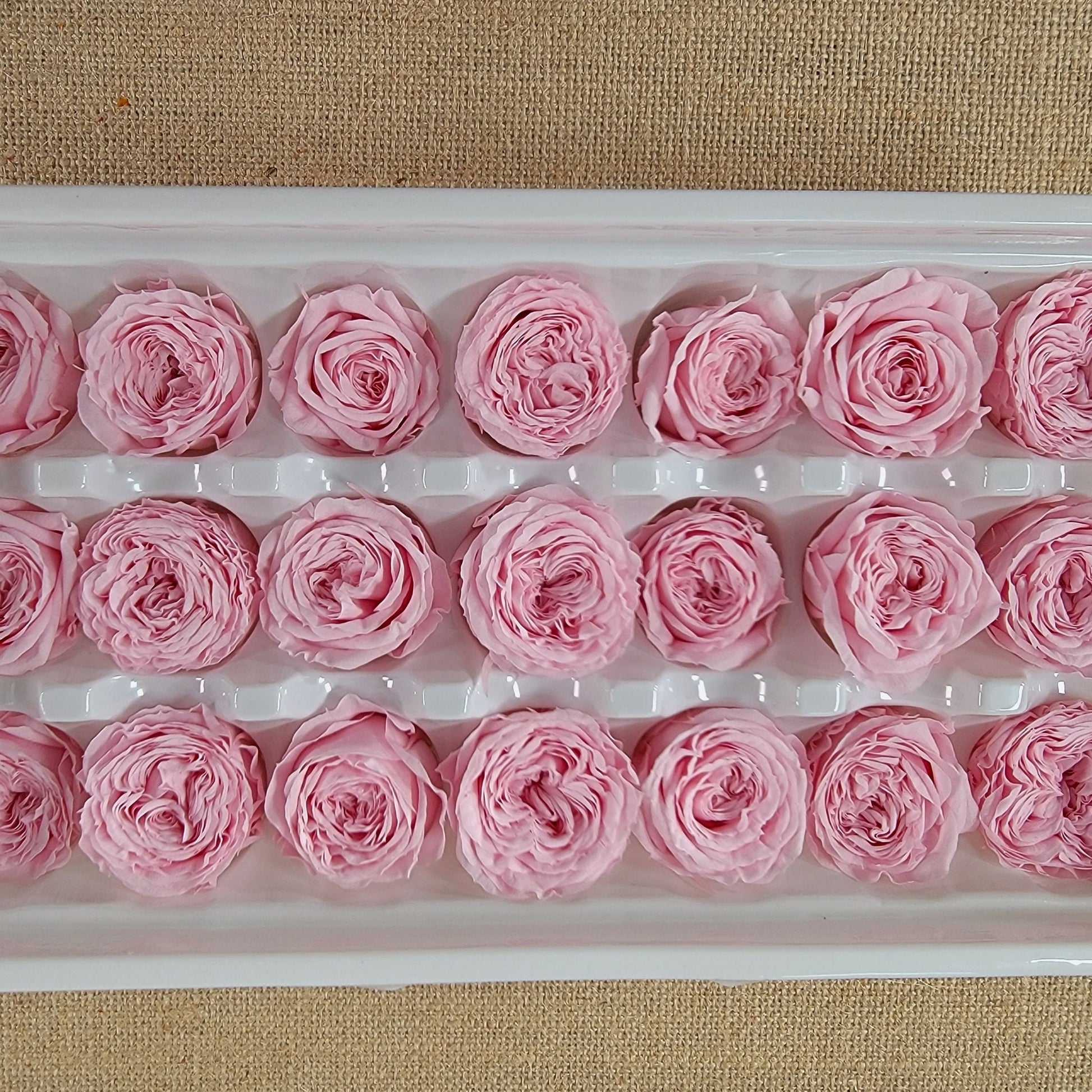 21 Pink Preserved Roses: Wedding & Home Decor