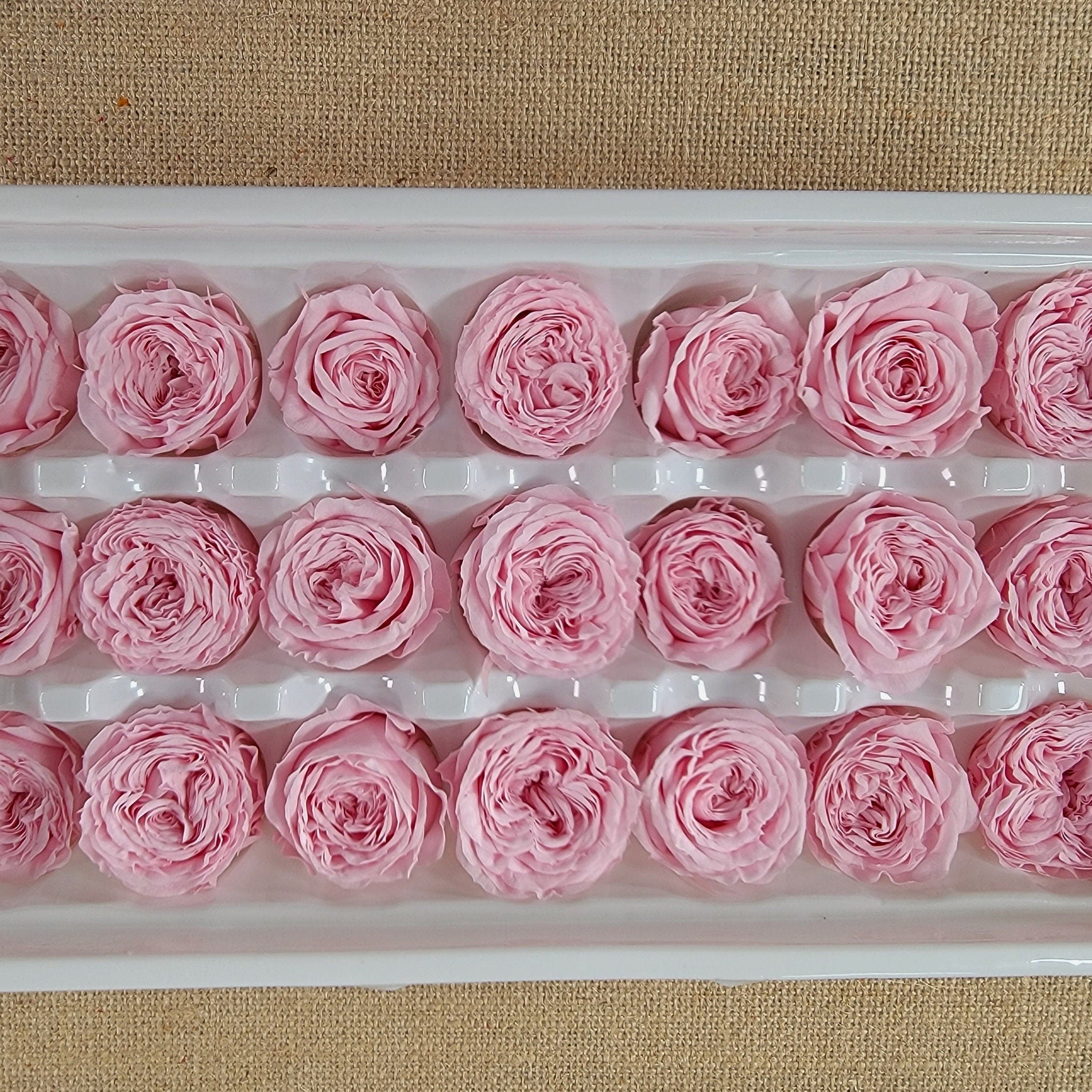 21 Pink Preserved Roses: Wedding & Home Decor