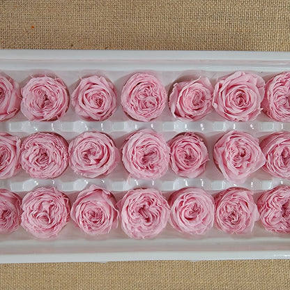 21 Pink Preserved Roses: Wedding & Home Decor