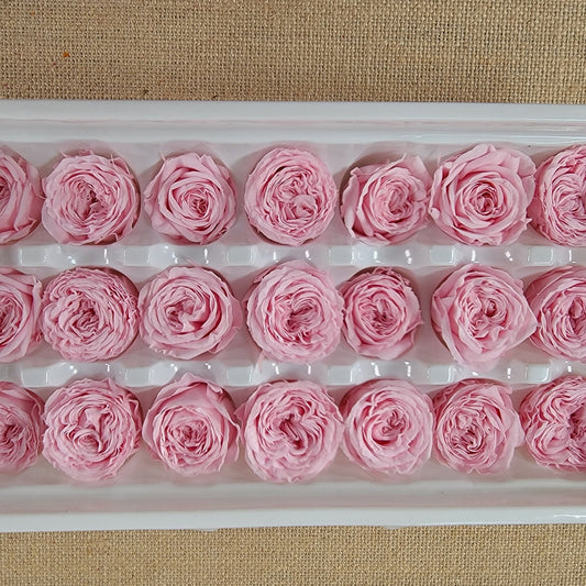 21 Pink Preserved Roses: Wedding & Home Decor
