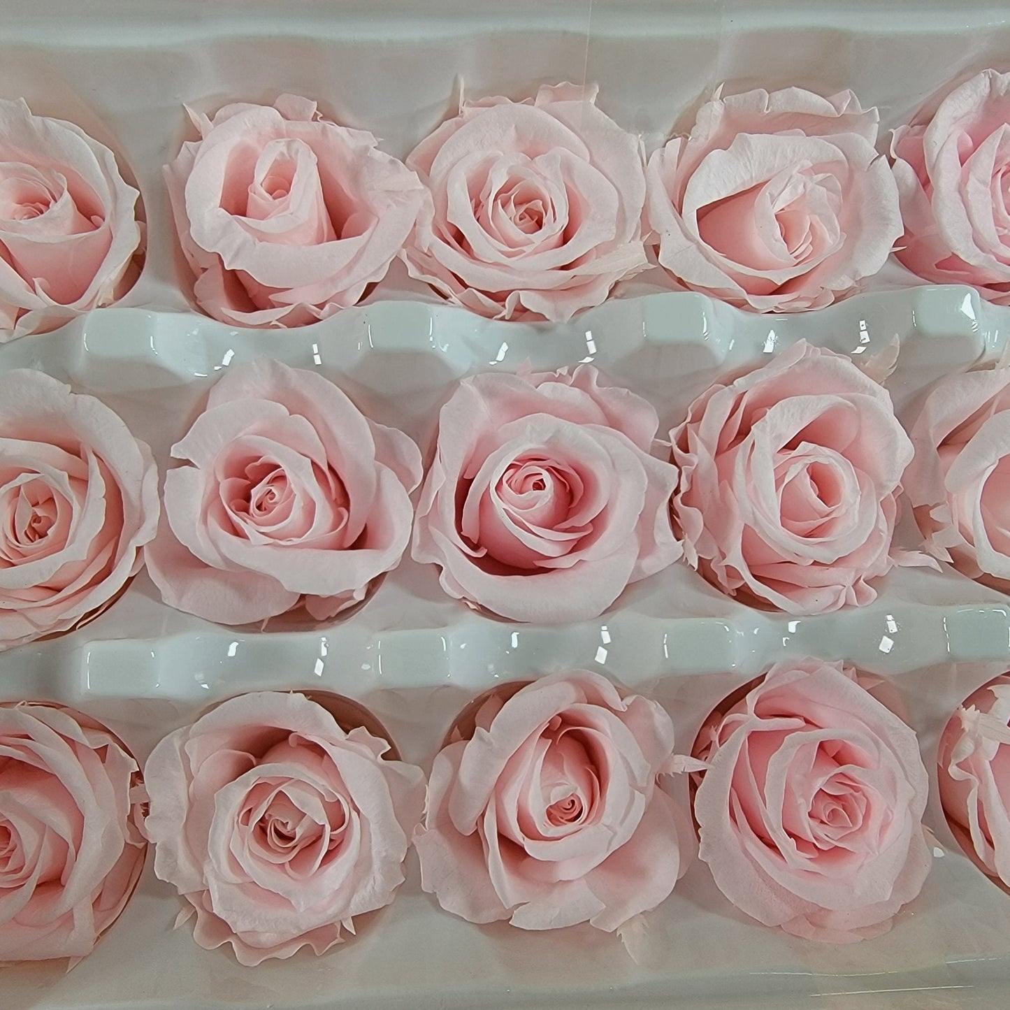Preserved Roses - Natural Light Pink - For Prom, Christmas, Wedding - Dried Roses For Bouquet - Eternity Roses - Forever Roses - 21 Pack,