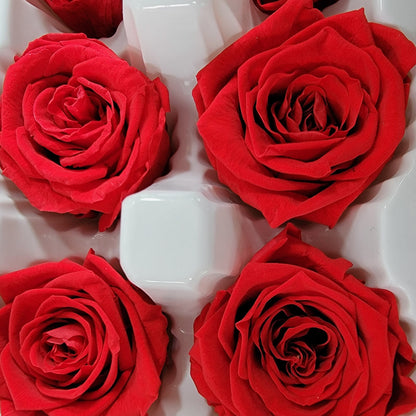8 Red Preserved Roses: Wedding & DIY Floral Decor