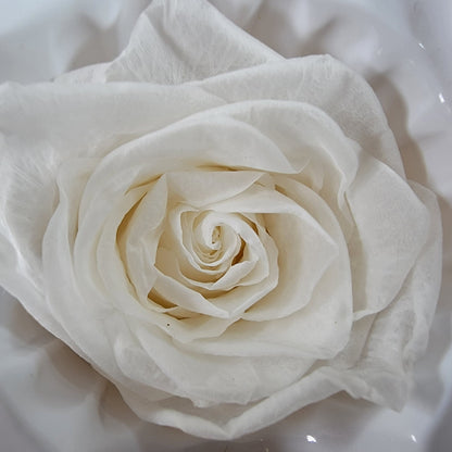 8 white preserved roses wedding rose, Floral arrangements, boutonniere, preserved flowers, wedding decor 10oz - 2.5" Inches