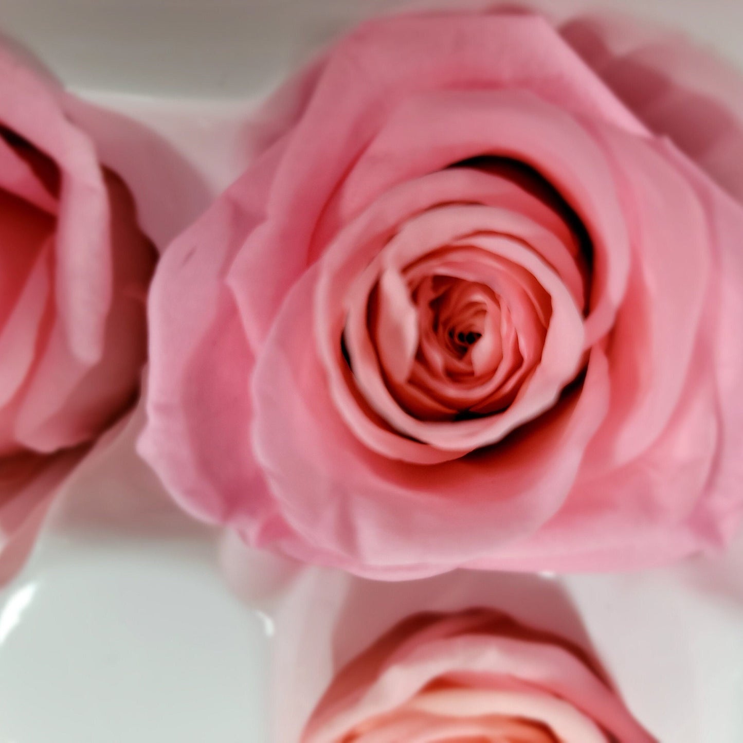 8 Deep Peach Preserved Roses: Wedding & Prom Decor