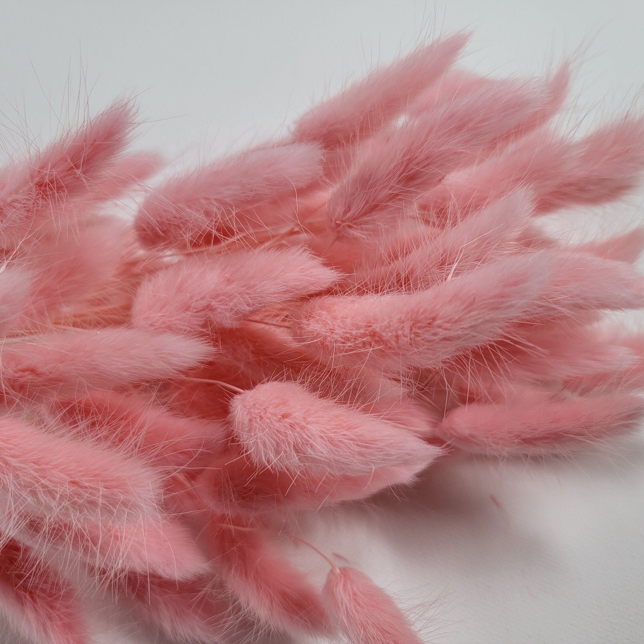 Pink Dried Bunny Tail Grass Stems: Boho Wedding Decor (60 stems, 19" long)