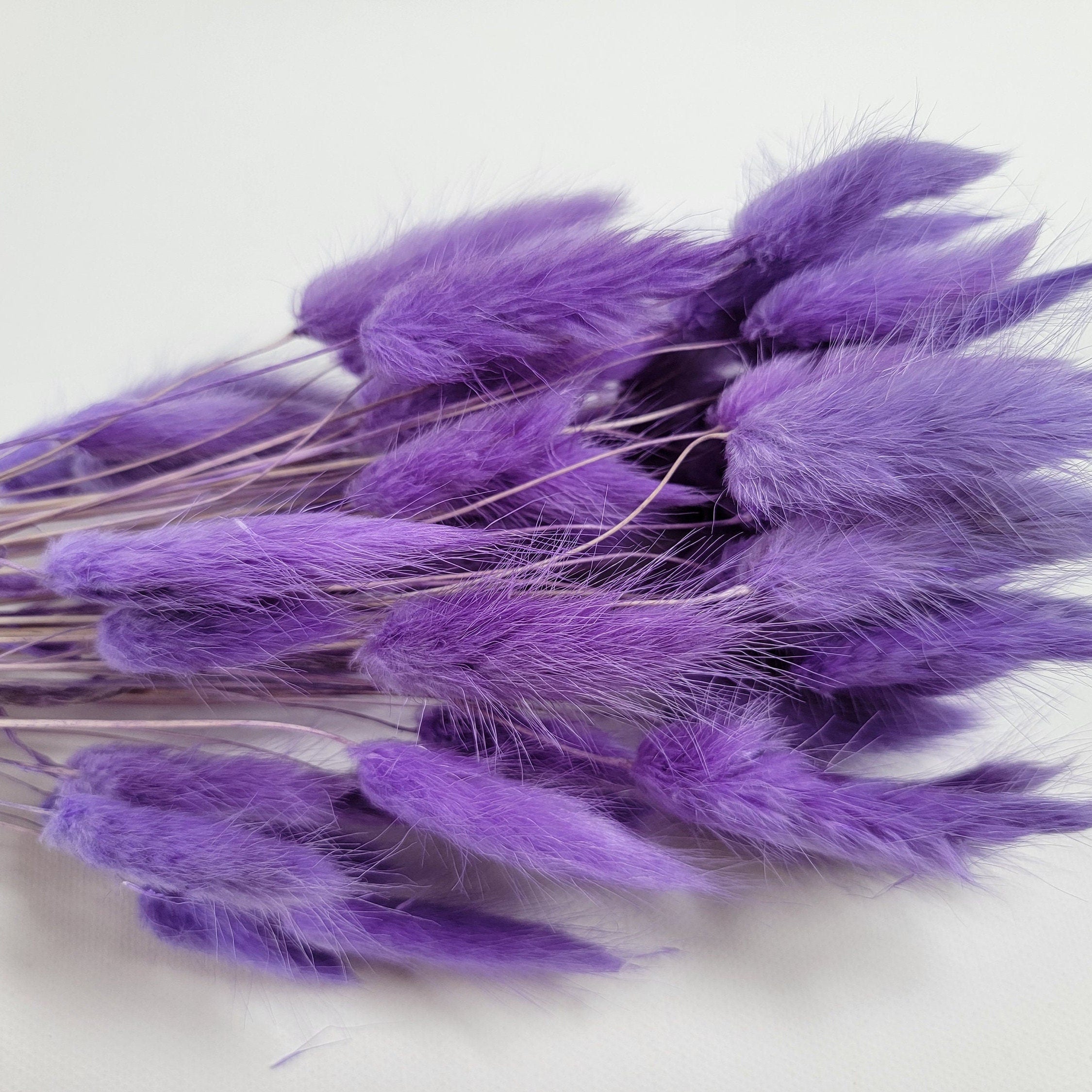 Purple Dried Bunny Tail Grass Stems: Boho Wedding Decor