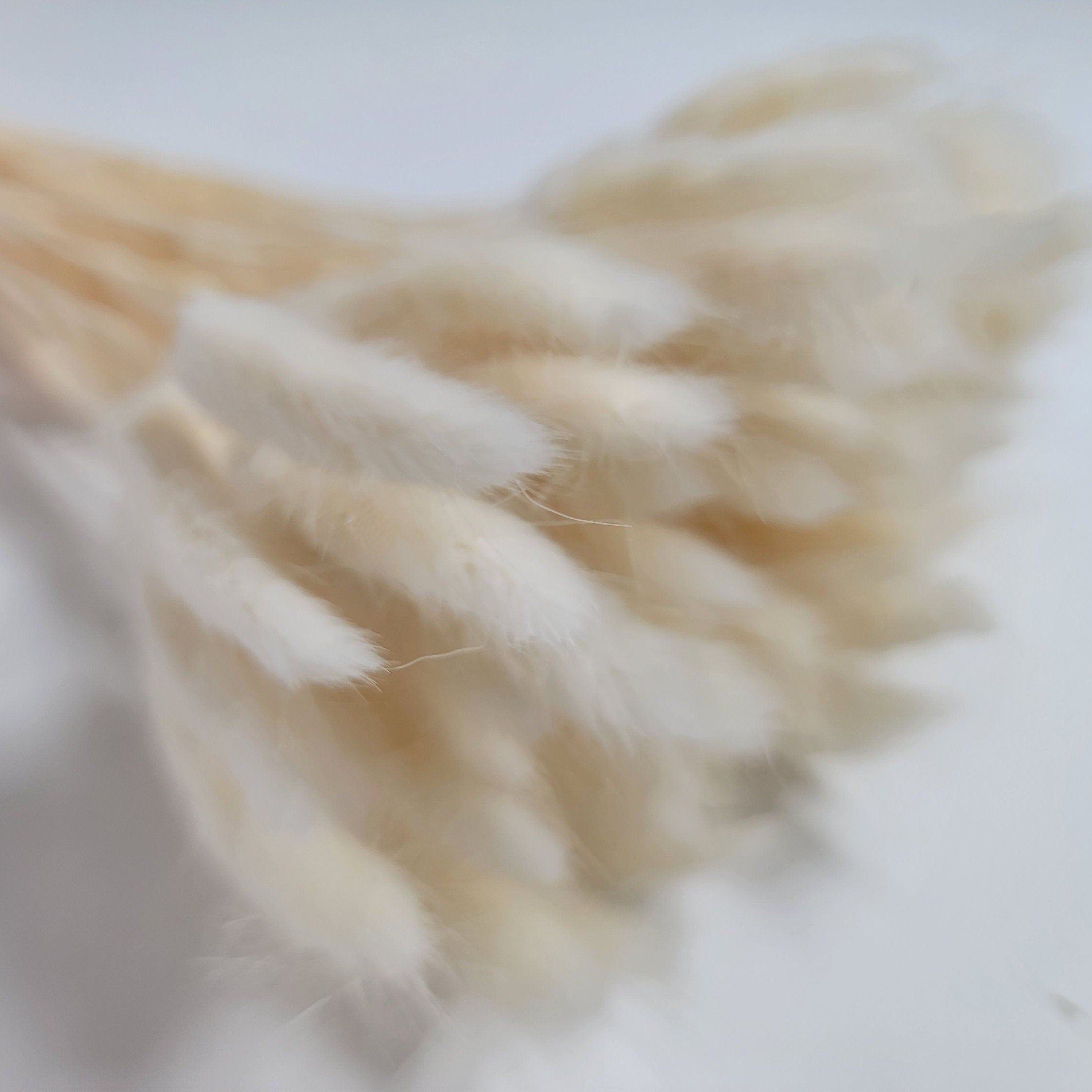 Purple Dried Bunny Tail Grass Stems: Boho Wedding Decor
