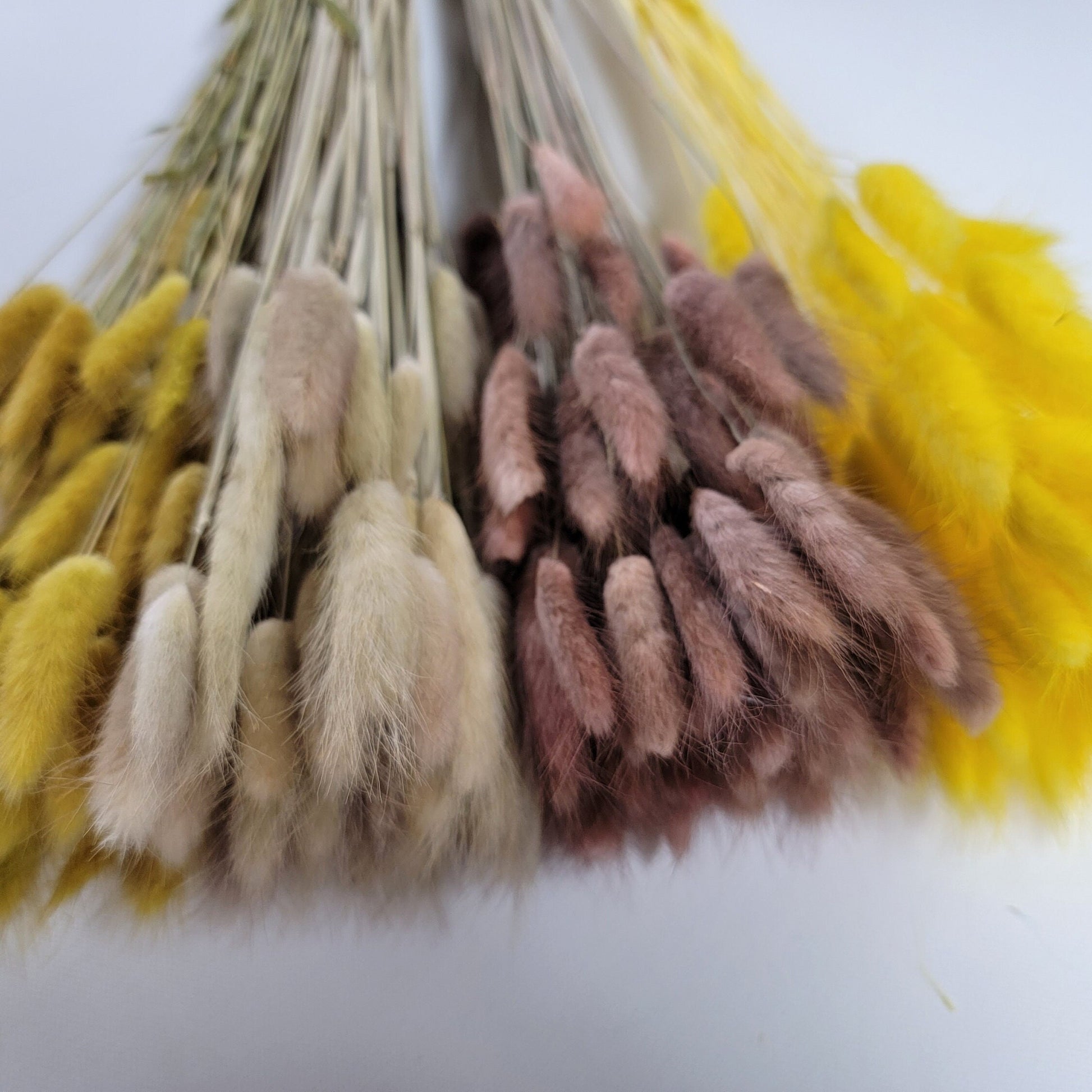 60 Stems Yellow Dried Bunny Tail Grass: Boho Wedding Decor