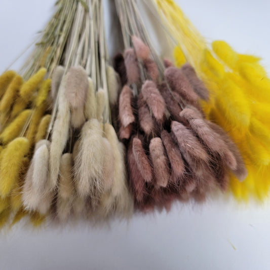 60 Stems Yellow Dried Bunny Tail Grass: Boho Wedding Decor