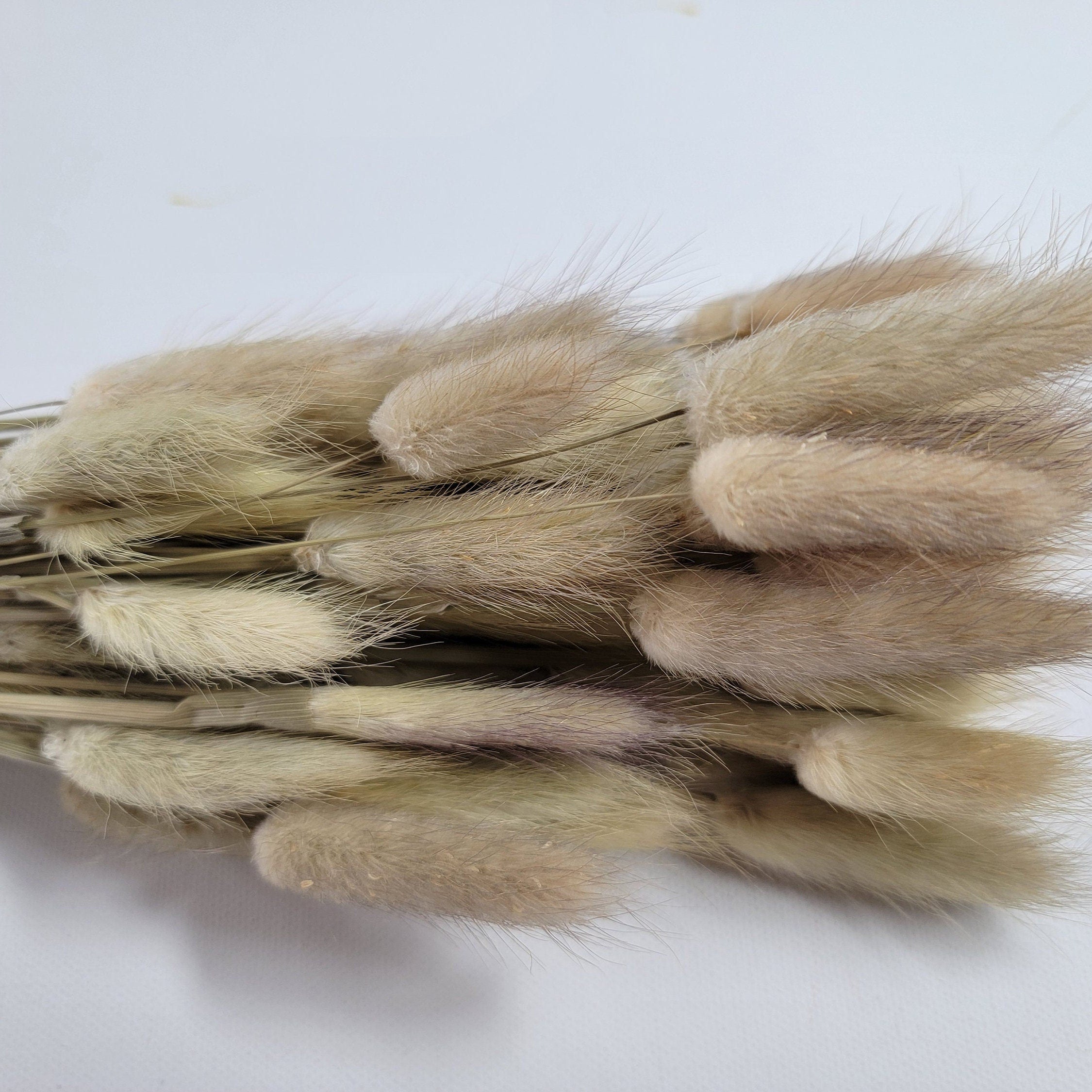 60 Stems Yellow Dried Bunny Tail Grass: Boho Wedding Decor