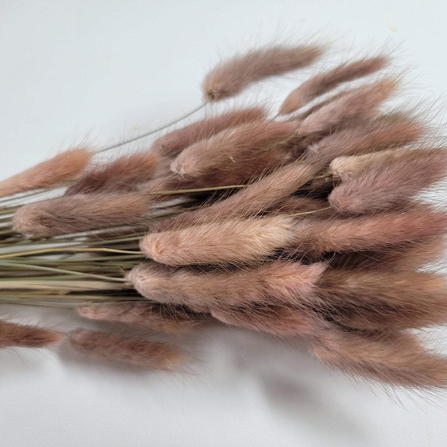 60 Stems Yellow Dried Bunny Tail Grass: Boho Wedding Decor