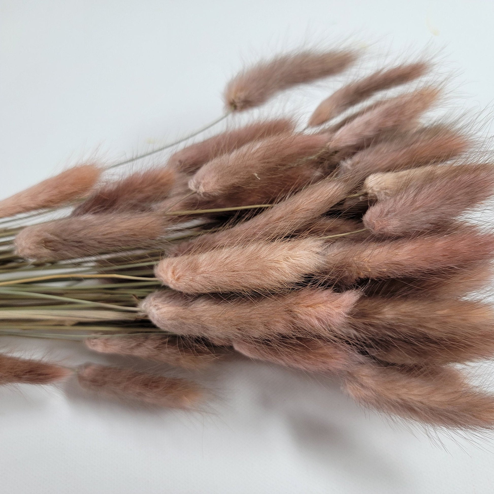 60 Stems Yellow Dried Bunny Tail Grass: Boho Wedding Decor