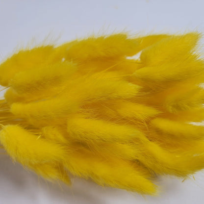 60 Stems Yellow Dried Bunny Tail Grass: Boho Wedding Decor
