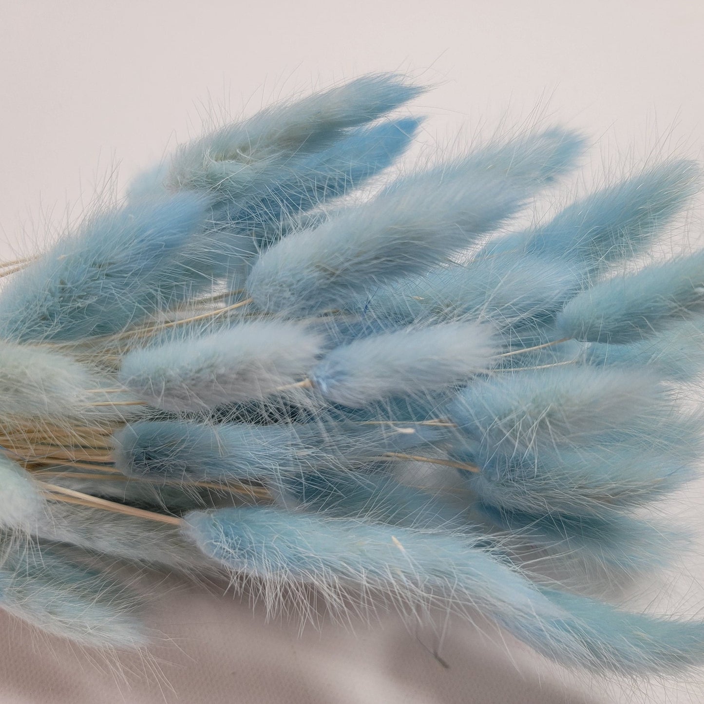 60 Stems Blue Dried Bunny Tail Grass: Boho Wedding Decor