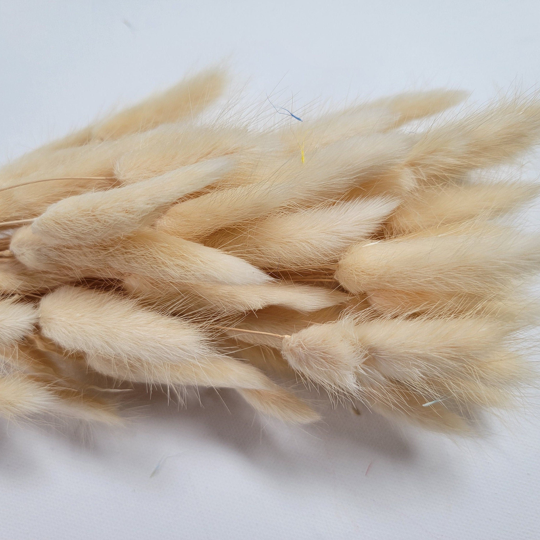 60 Stems Blue Dried Bunny Tail Grass: Boho Wedding Decor