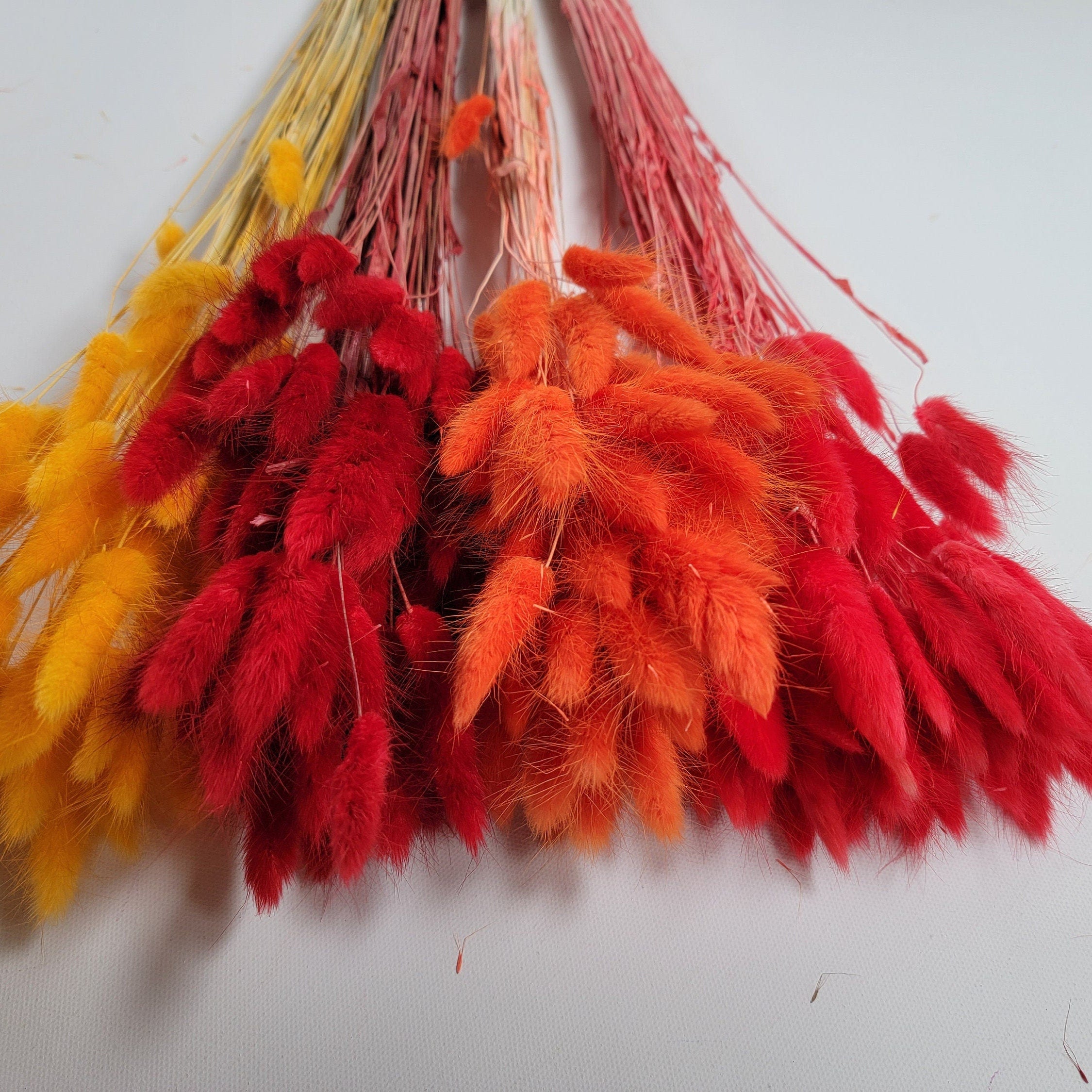 60 Red Dried Bunny Tail Grass Stems: Boho Wedding Decor