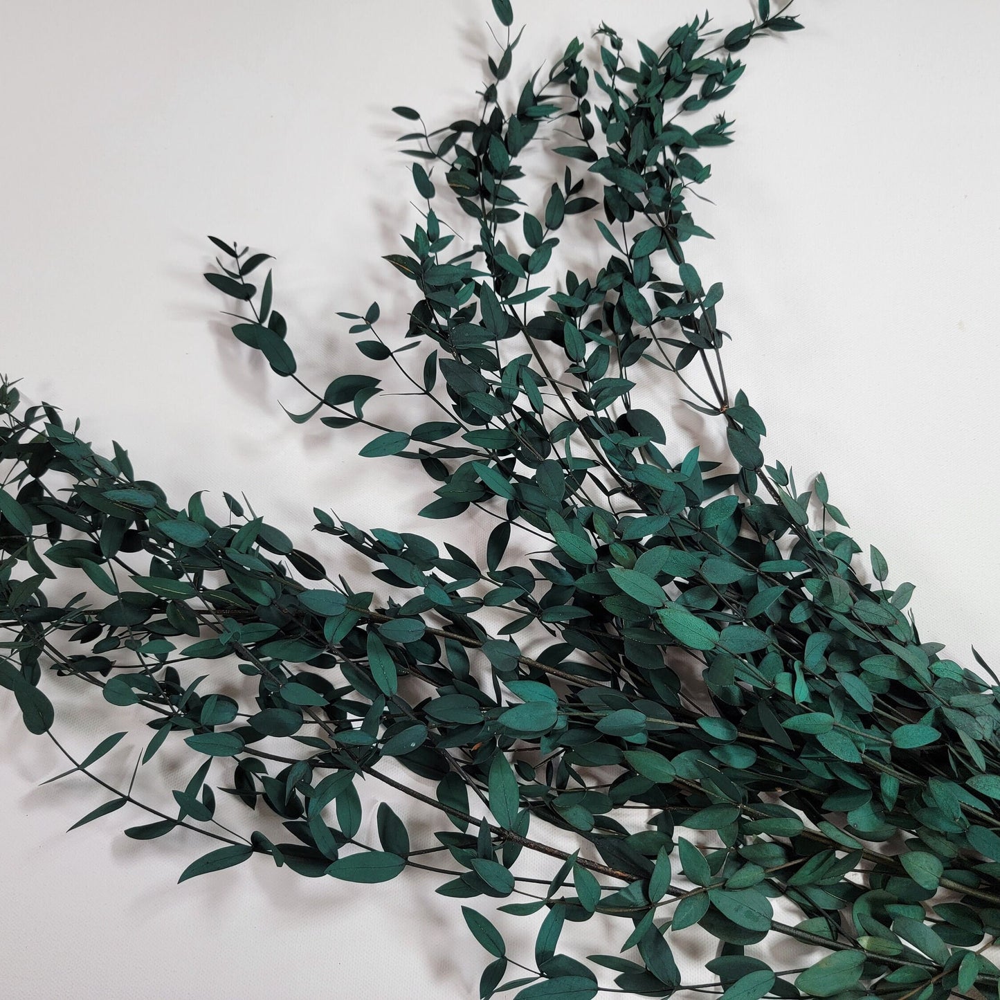 Preserved Parvifolia Eucalyptus: Dark Green Dried Eucalyptus Bunch