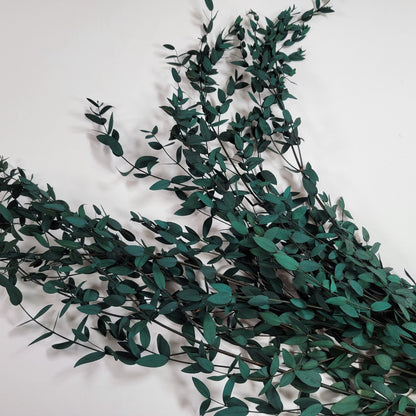 Preserved Parvifolia Eucalyptus: Dark Green Dried Eucalyptus Bunch
