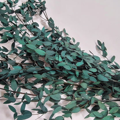Preserved Parvifolia Eucalyptus: Dark Green Dried Eucalyptus Bunch