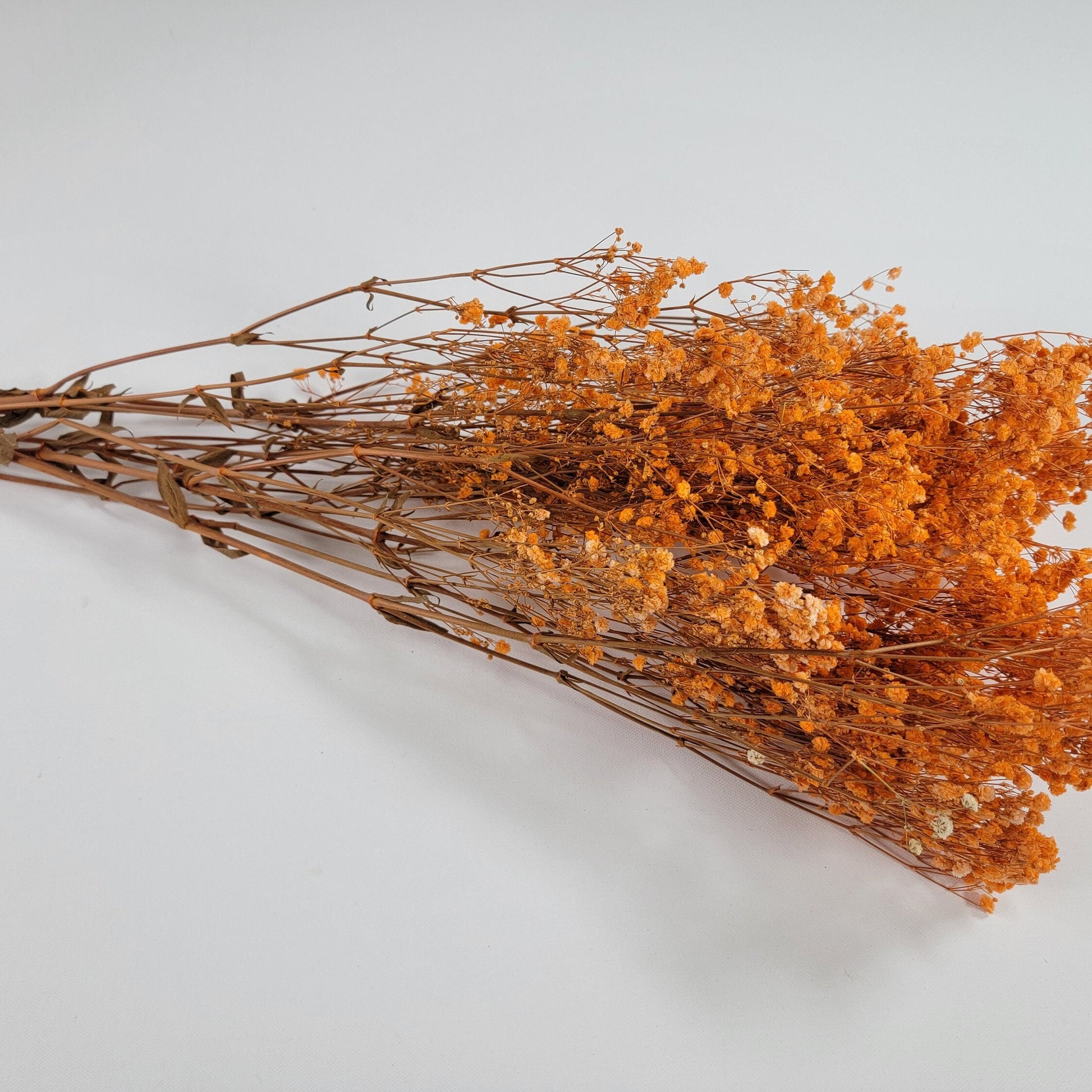 Orange Preserved Baby's Breath Bundle: Natural Gypsophila, Dried Flowers