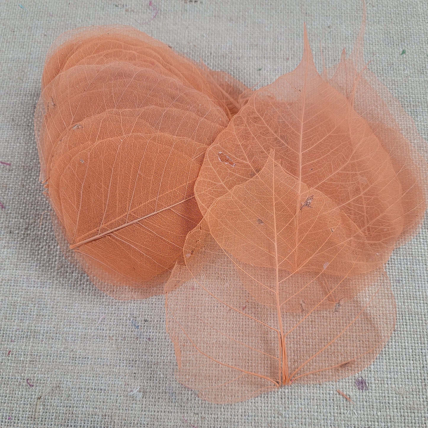 Skeleton Leaves 100 pcs Flower Making Floral Scrapbook Craft Wedding.