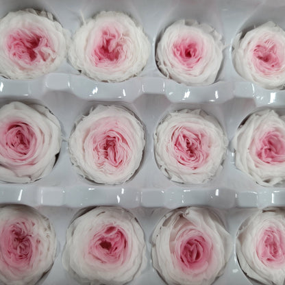 21 Pink & White Preserved Roses: DIY Wedding Floral Decor (8oz-2.5" Inches)