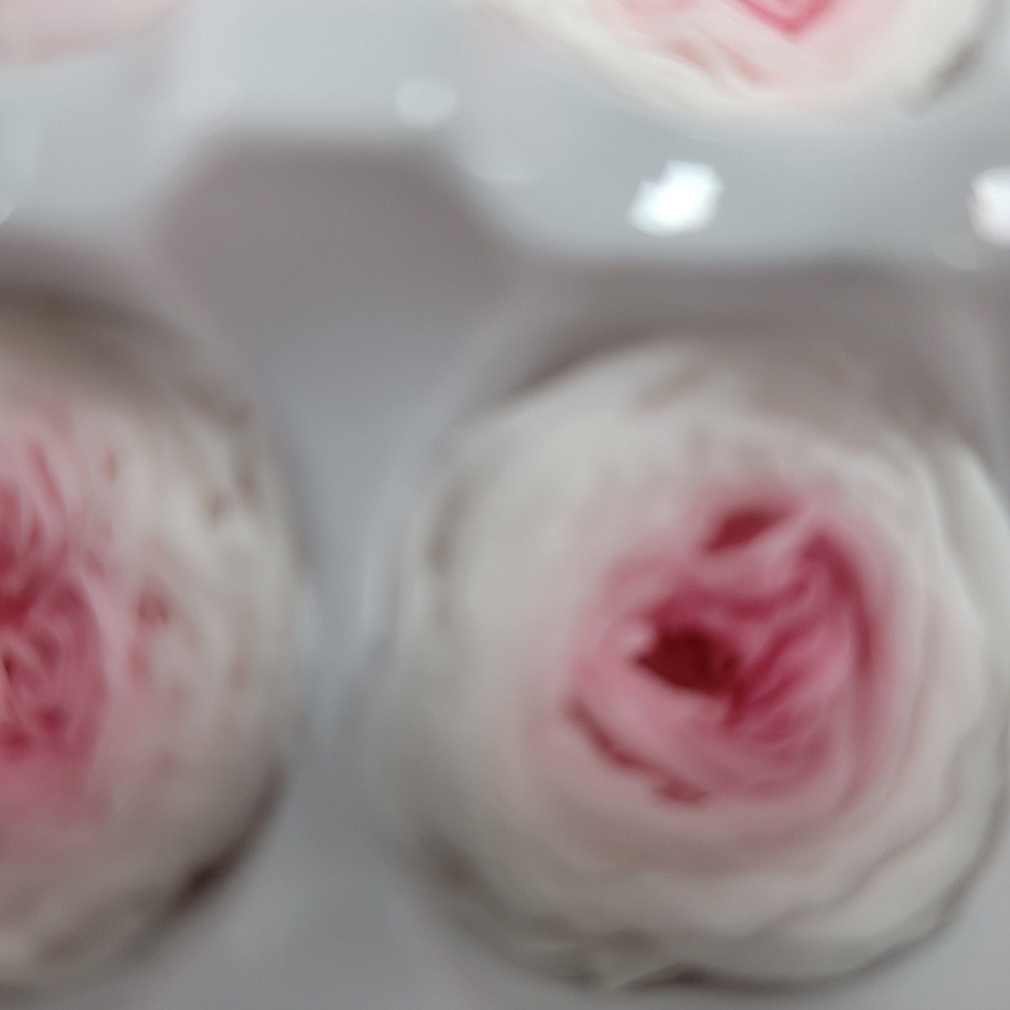 21 Pink & White Preserved Roses: DIY Wedding Floral Decor (8oz-2.5" Inches)