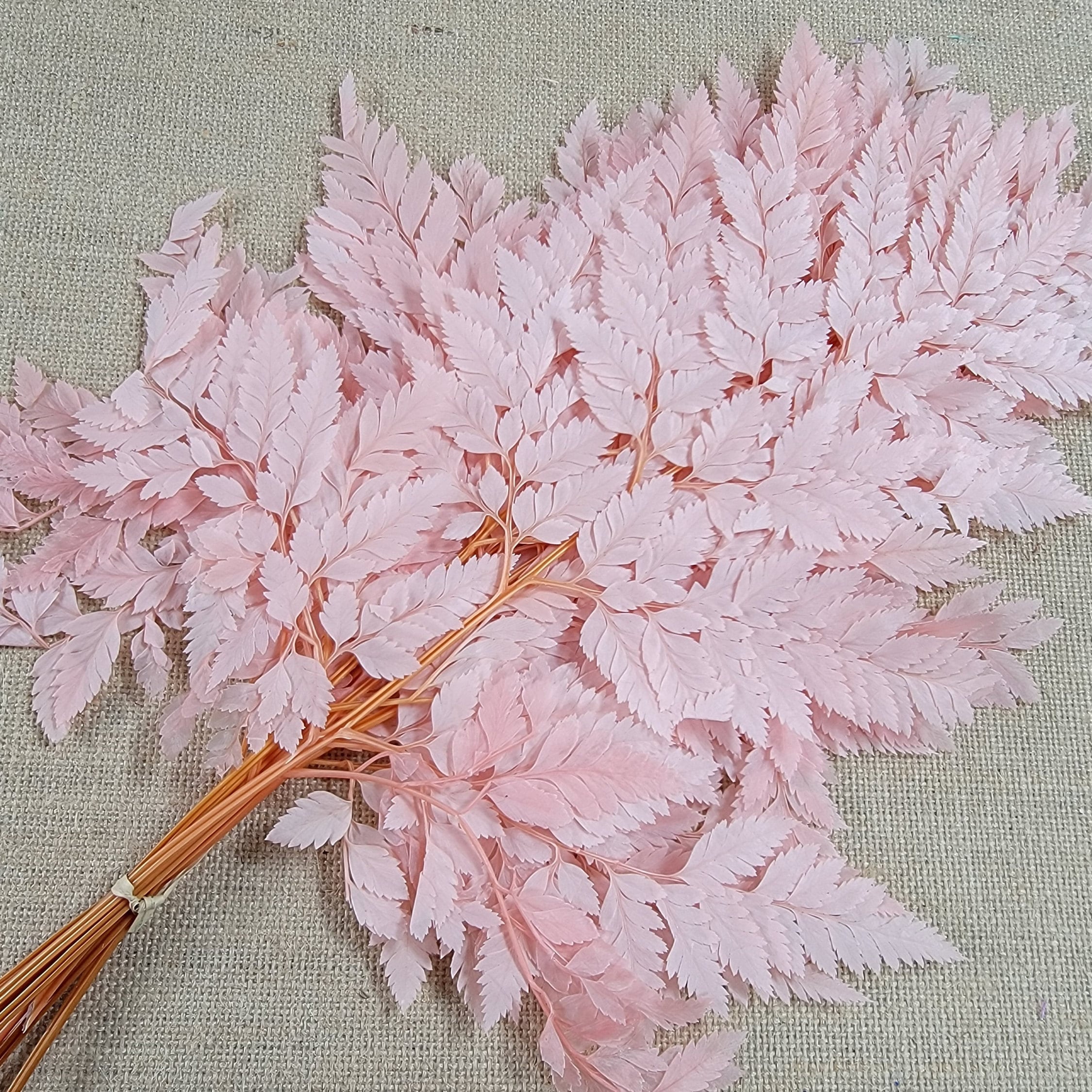 Preserved Pink Fern Stems: Soft Leather Leaf Floral Decor