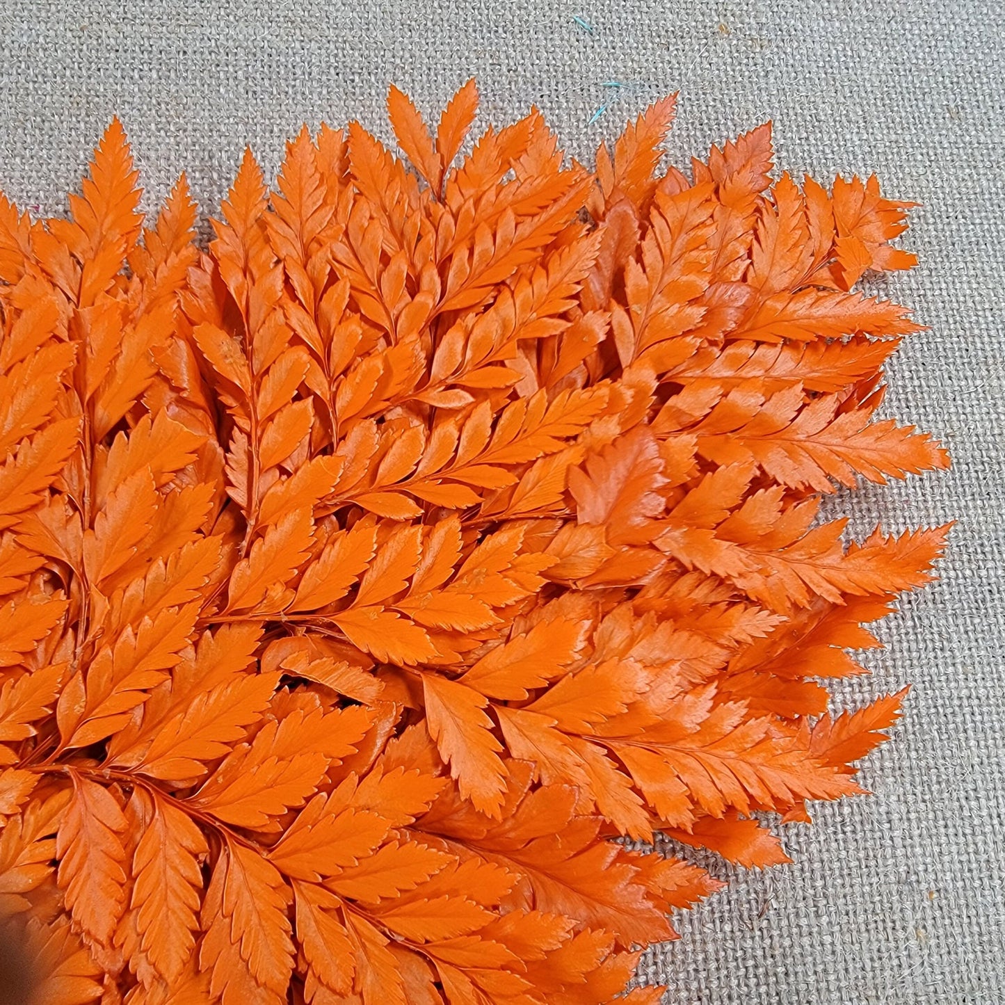 Preserved Fern, orange Leather Leaf, 10 Stems Preserved Soft and Whispy Wedding Ferns-Tree Fern - Orange Ferns-Floral Décor