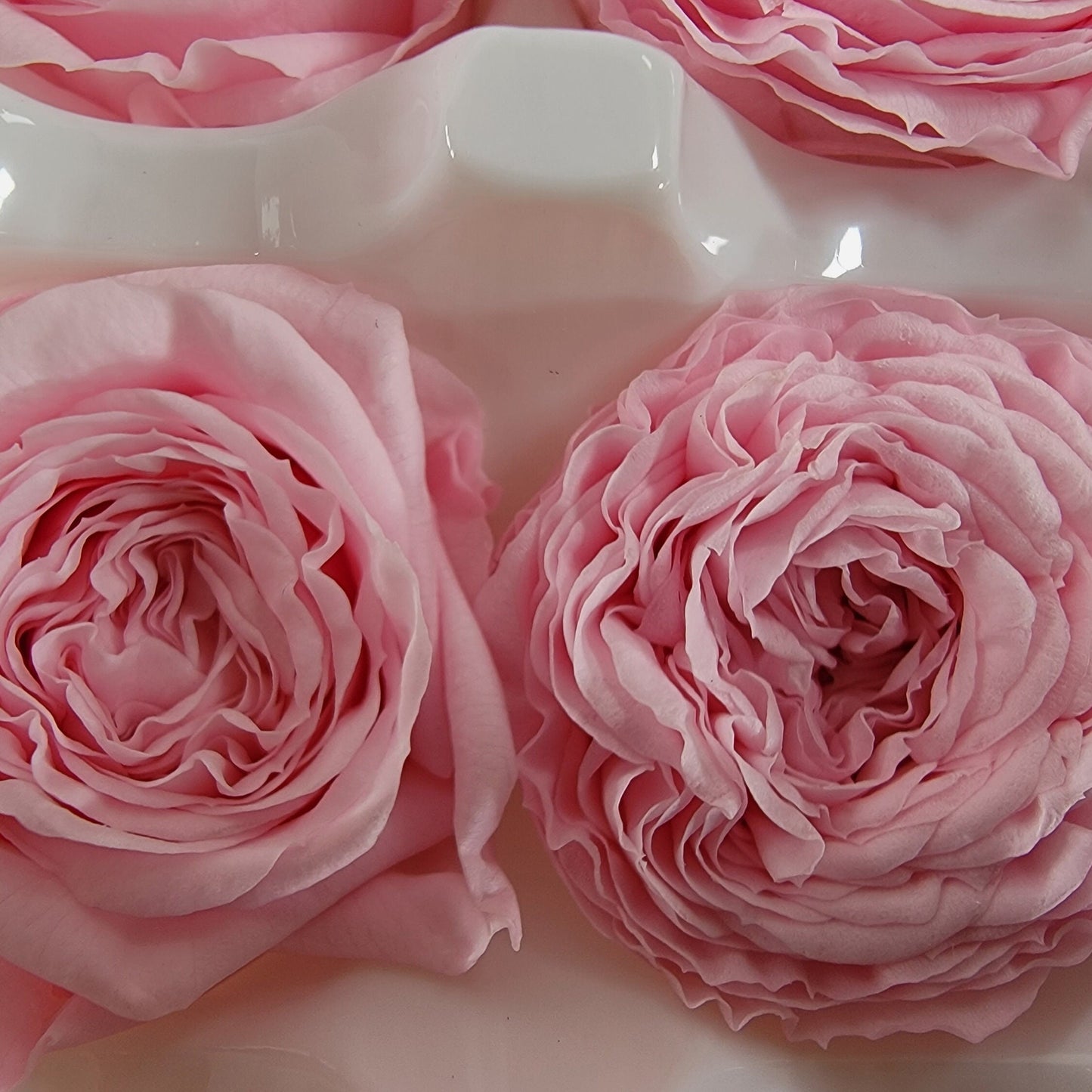 21 Pink Preserved Roses: Wedding & Home Decor