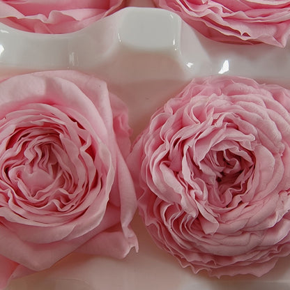 21 Pink Preserved Roses: Wedding & Home Decor
