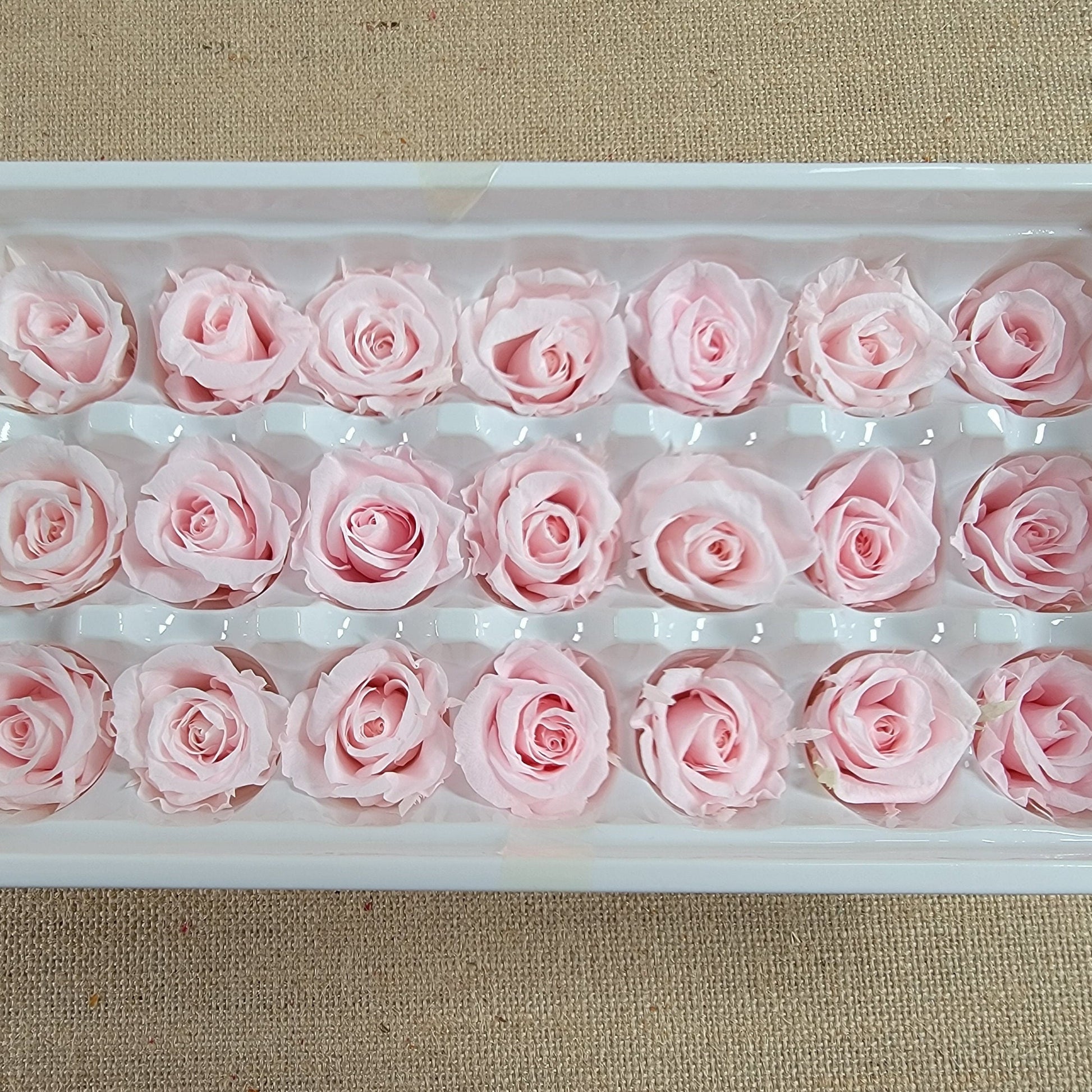 Preserved Roses - Natural Light Pink - For Prom, Christmas, Wedding - Dried Roses For Bouquet - Eternity Roses - Forever Roses - 21 Pack,