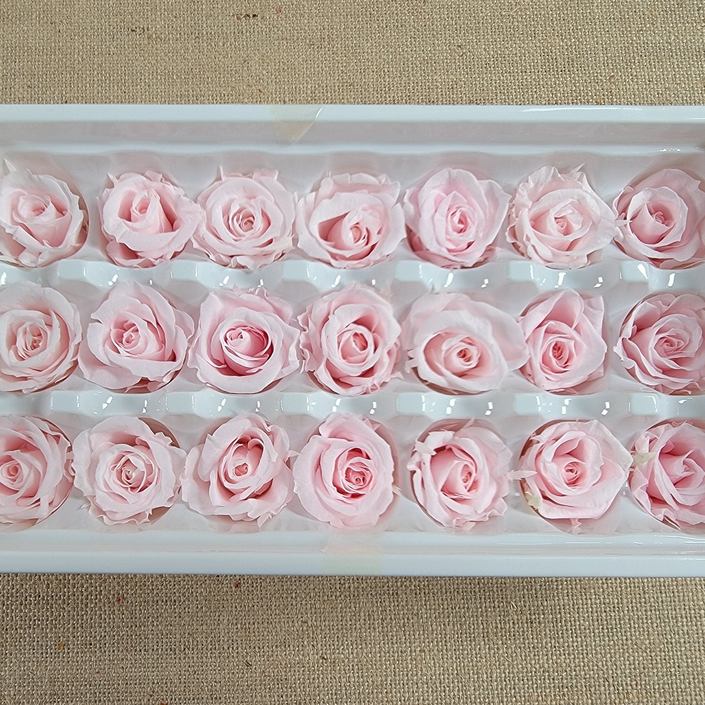 Preserved Roses - Natural Light Pink - For Prom, Christmas, Wedding - Dried Roses For Bouquet - Eternity Roses - Forever Roses - 21 Pack,