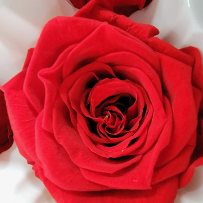 8 Red Preserved Roses: Wedding & DIY Floral Decor