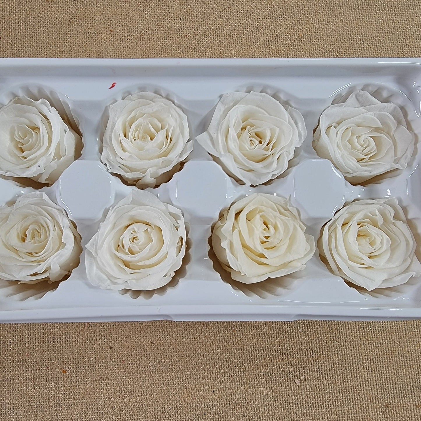 8 white preserved roses wedding rose, Floral arrangements, boutonniere, preserved flowers, wedding decor 10oz - 2.5" Inches
