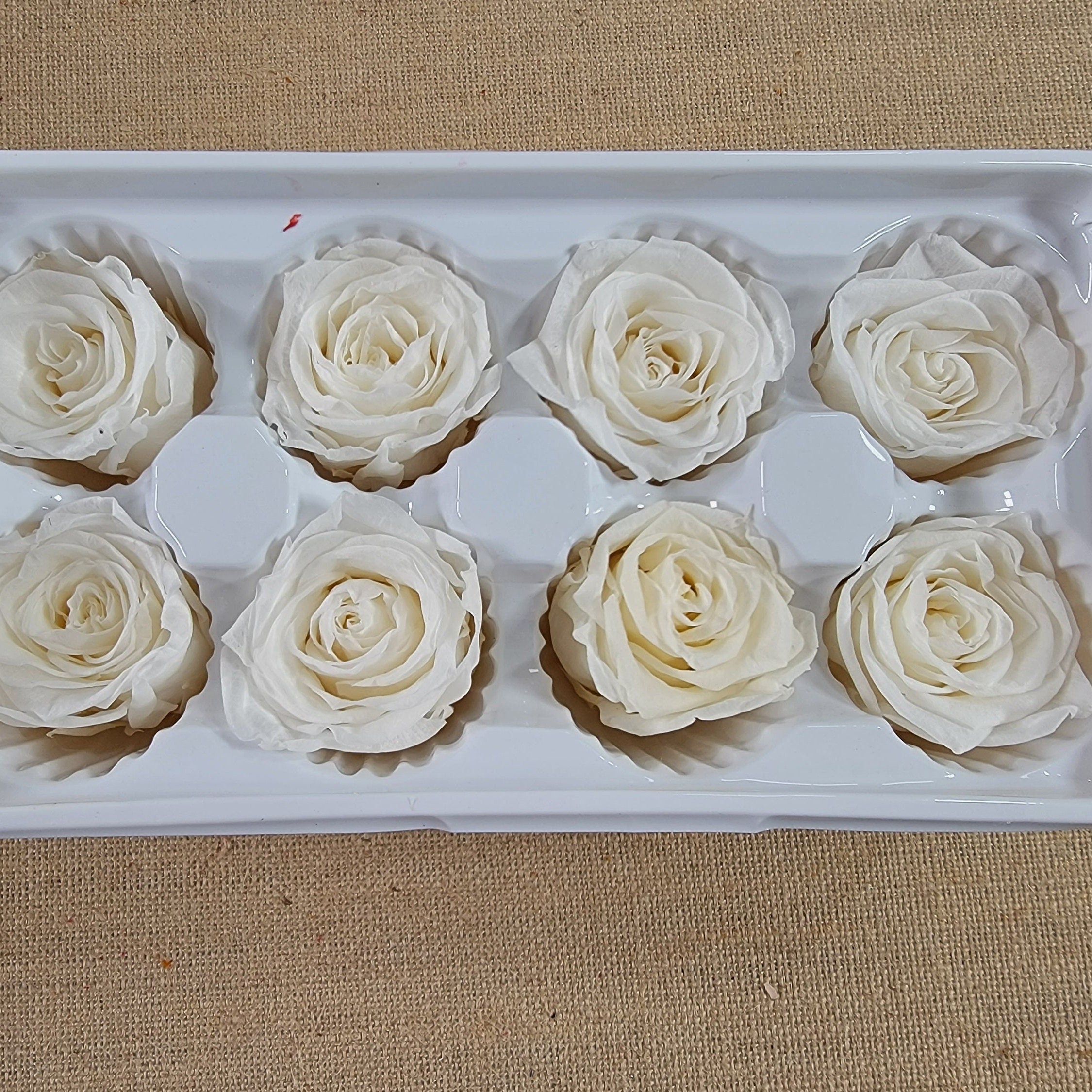 8 white preserved roses wedding rose, Floral arrangements, boutonniere, preserved flowers, wedding decor 10oz - 2.5" Inches