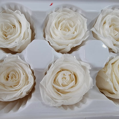 8 white preserved roses wedding rose, Floral arrangements, boutonniere, preserved flowers, wedding decor 10oz - 2.5" Inches