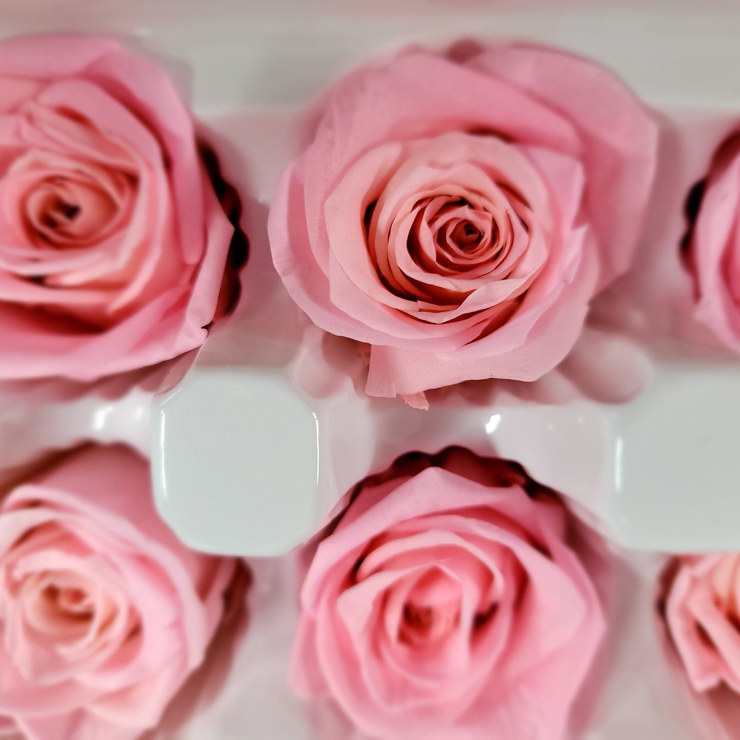 8 Deep Peach Preserved Roses: Wedding & Prom Decor