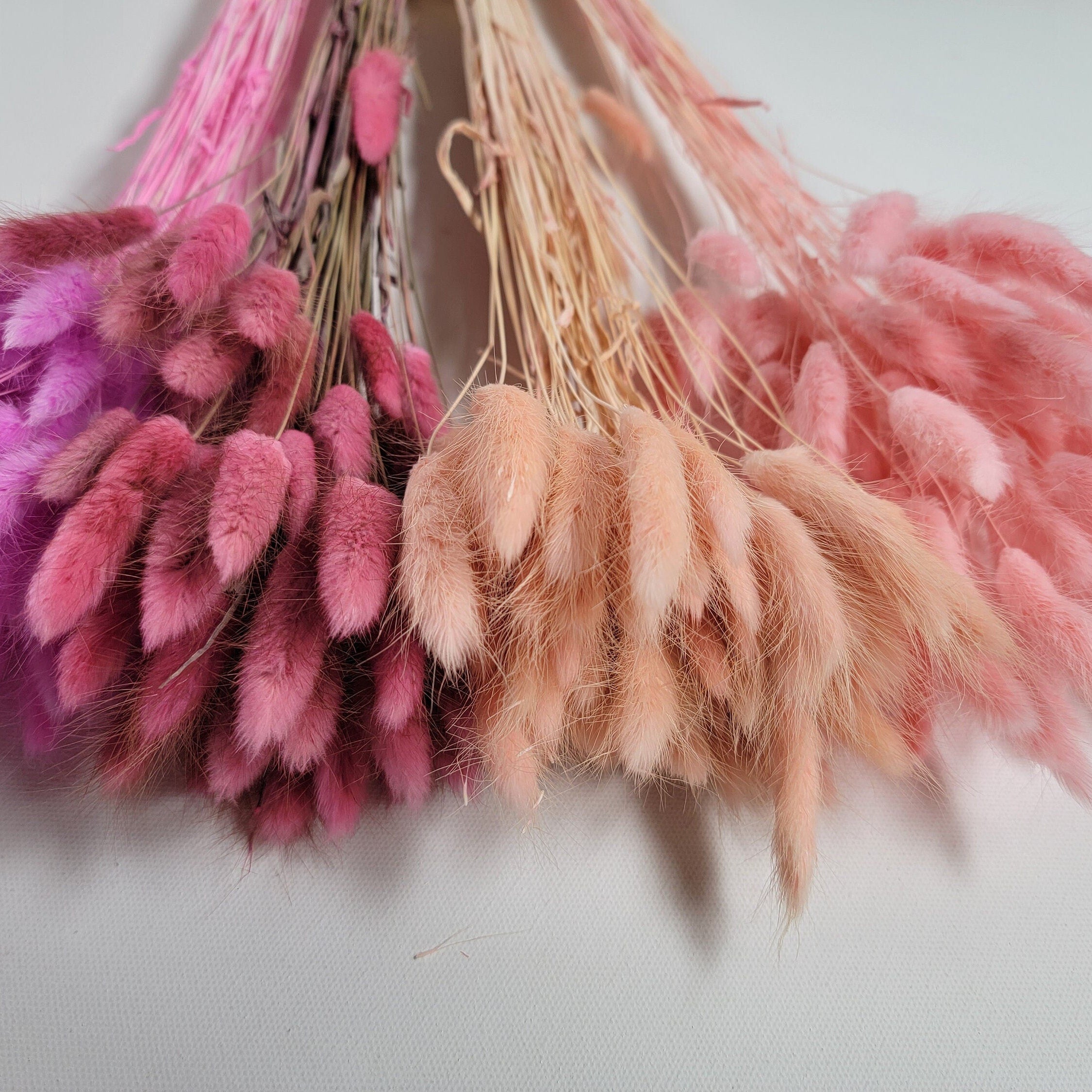 Pink Dried Bunny Tail Grass Stems: Boho Wedding Decor (60 stems, 19" long)