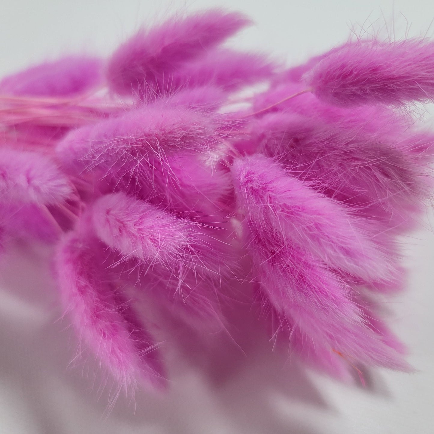 Pink Dried Bunny Tail Grass Stems: Boho Wedding Decor (60 stems, 19" long)