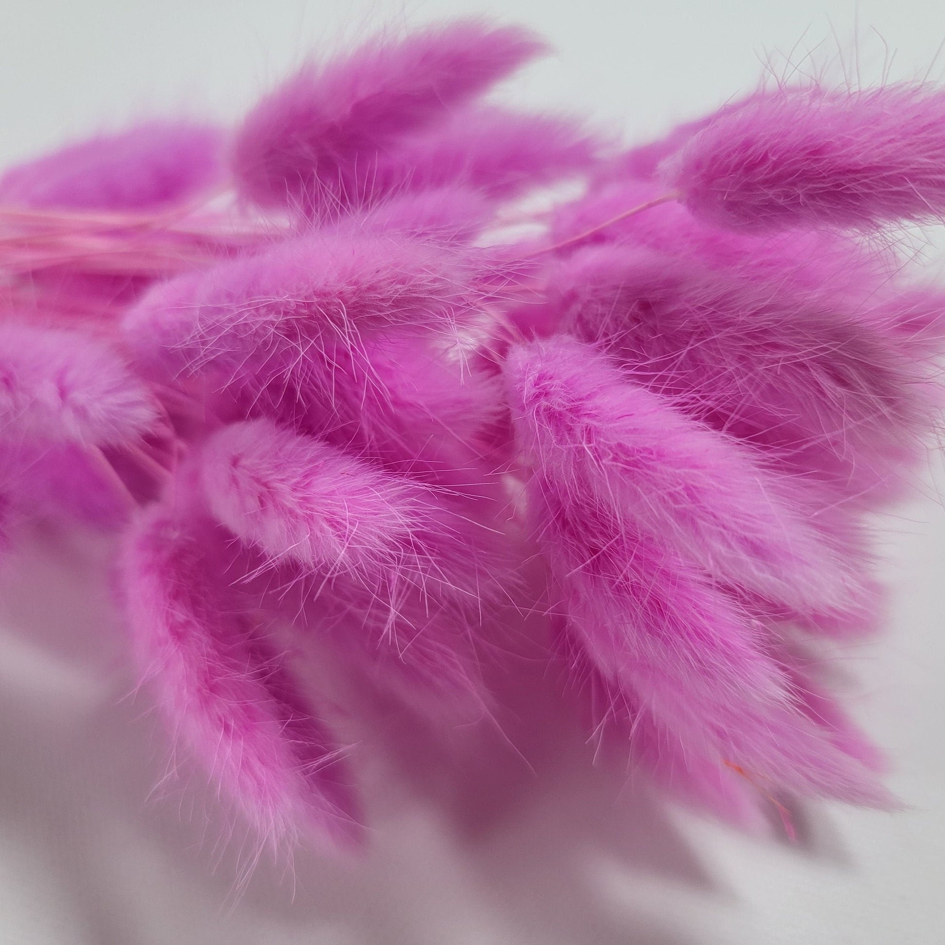 Pink Dried Bunny Tail Grass Stems: Boho Wedding Decor (60 stems, 19" long)