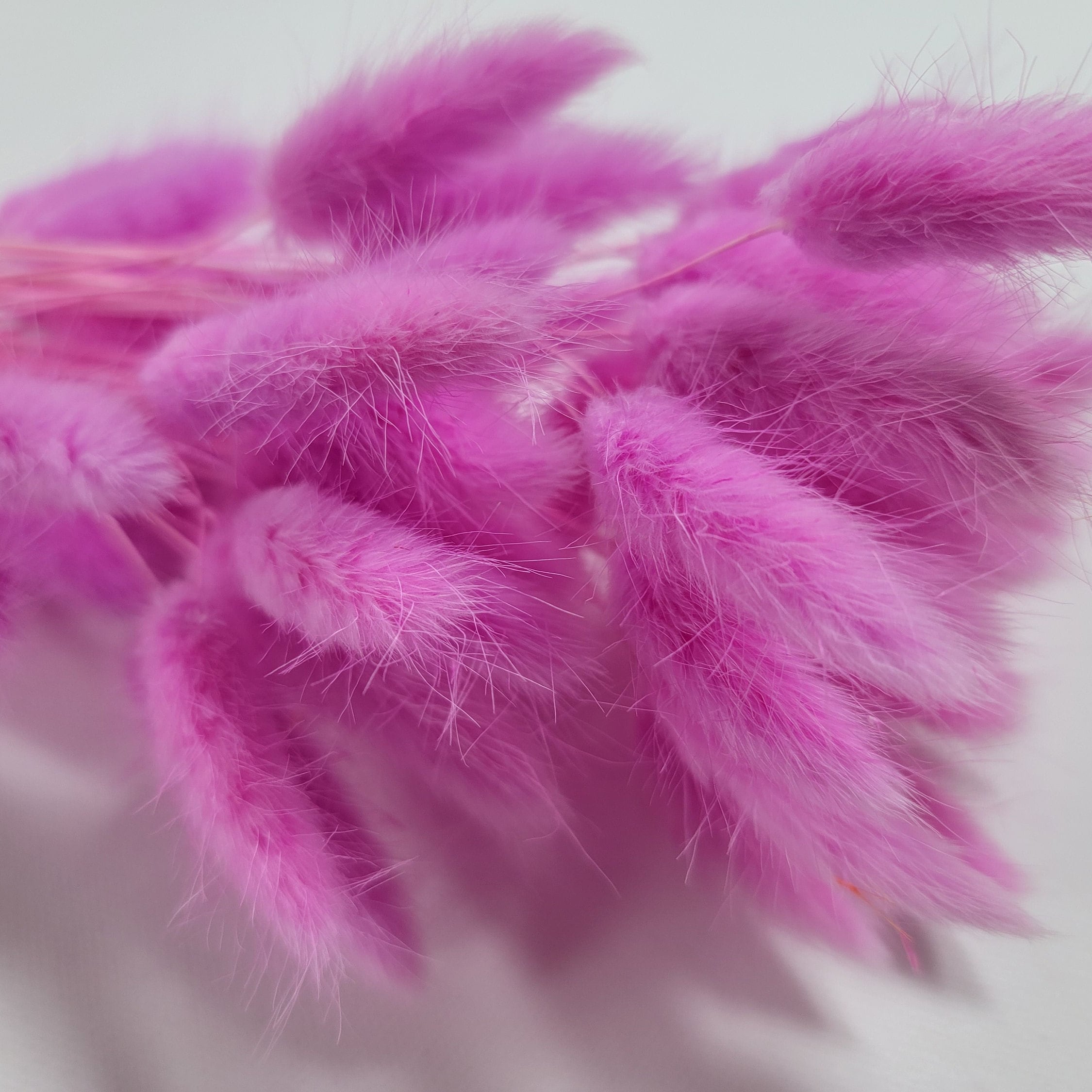 Pink Dried Bunny Tail Grass Stems: Boho Wedding Decor (60 stems, 19" long)