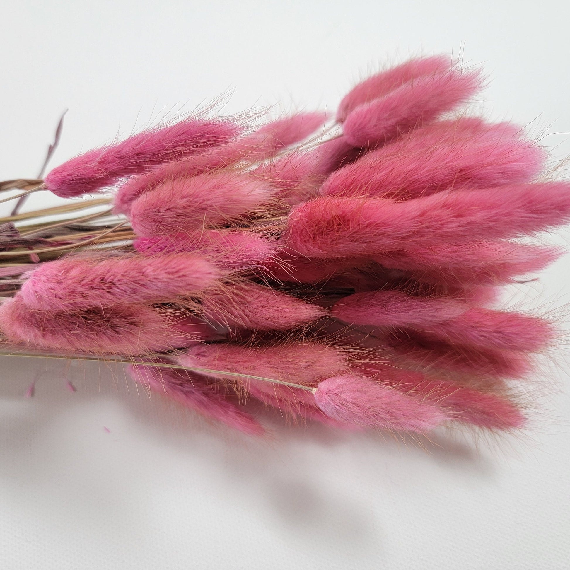 Pink Dried Bunny Tail Grass Stems: Boho Wedding Decor (60 stems, 19" long)