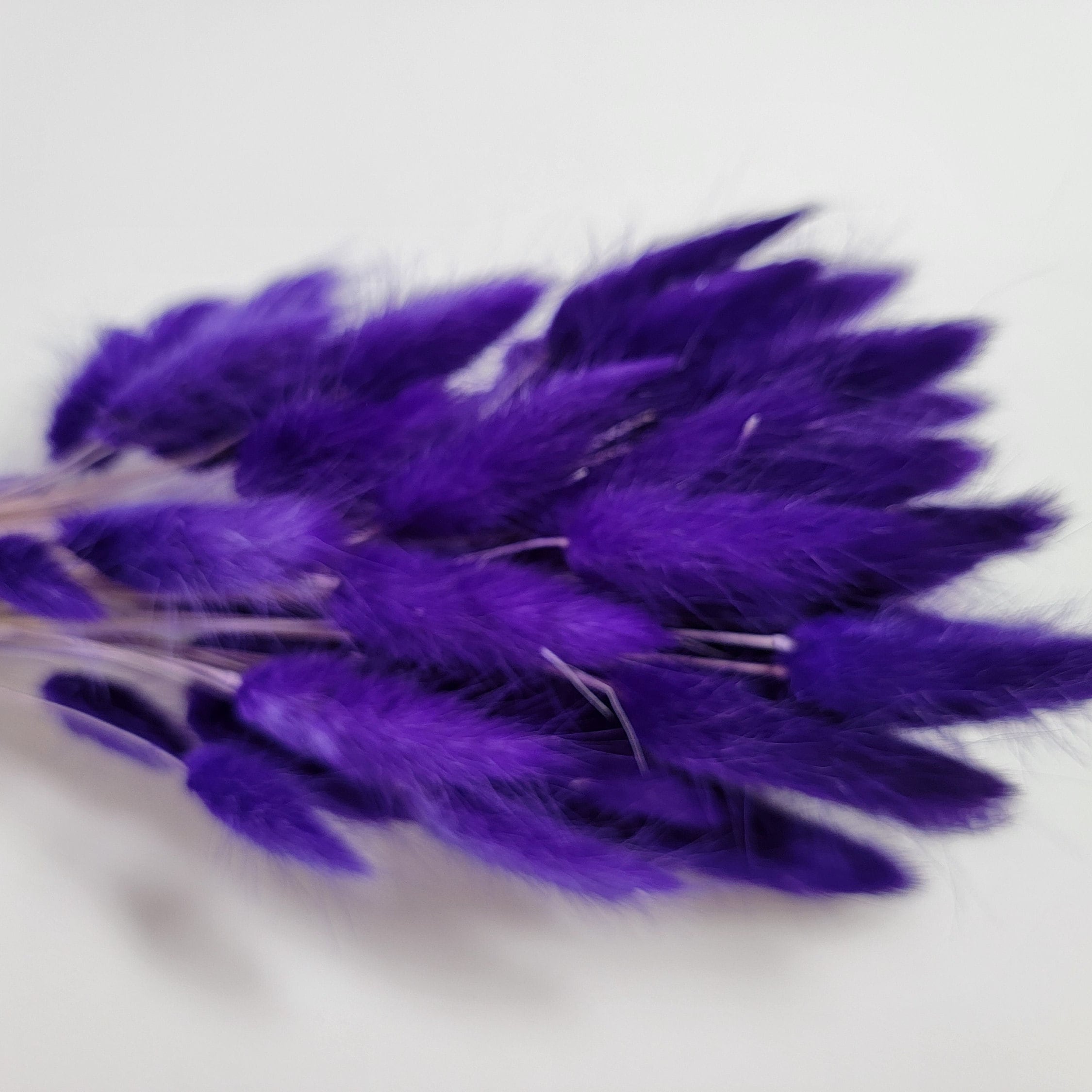 Purple Dried Bunny Tail Grass Stems: Boho Wedding Decor