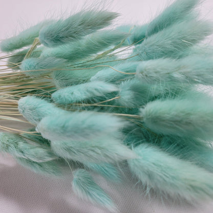 60 Stems Blue Dried Bunny Tail Grass: Boho Wedding Decor